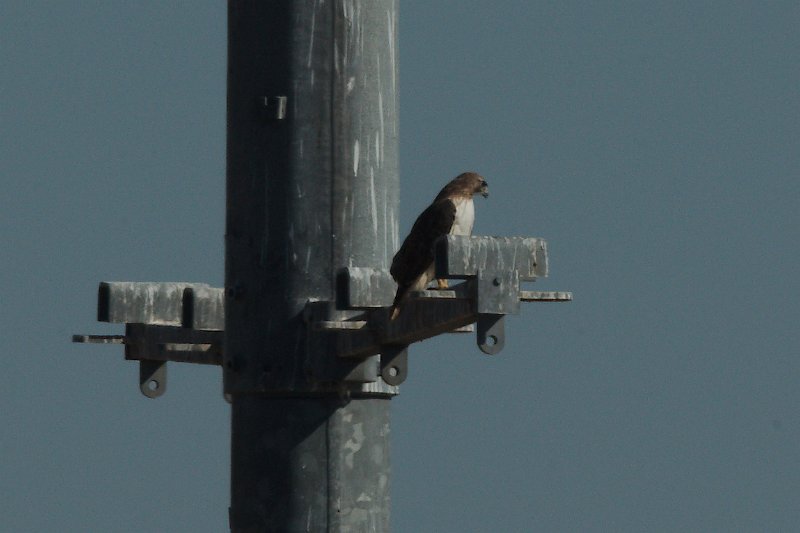 Red-tailed Hawk 2012-11-17.jpg